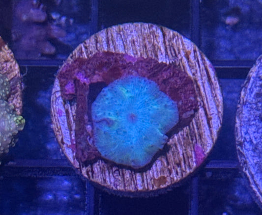 Blue Disco Mushroom