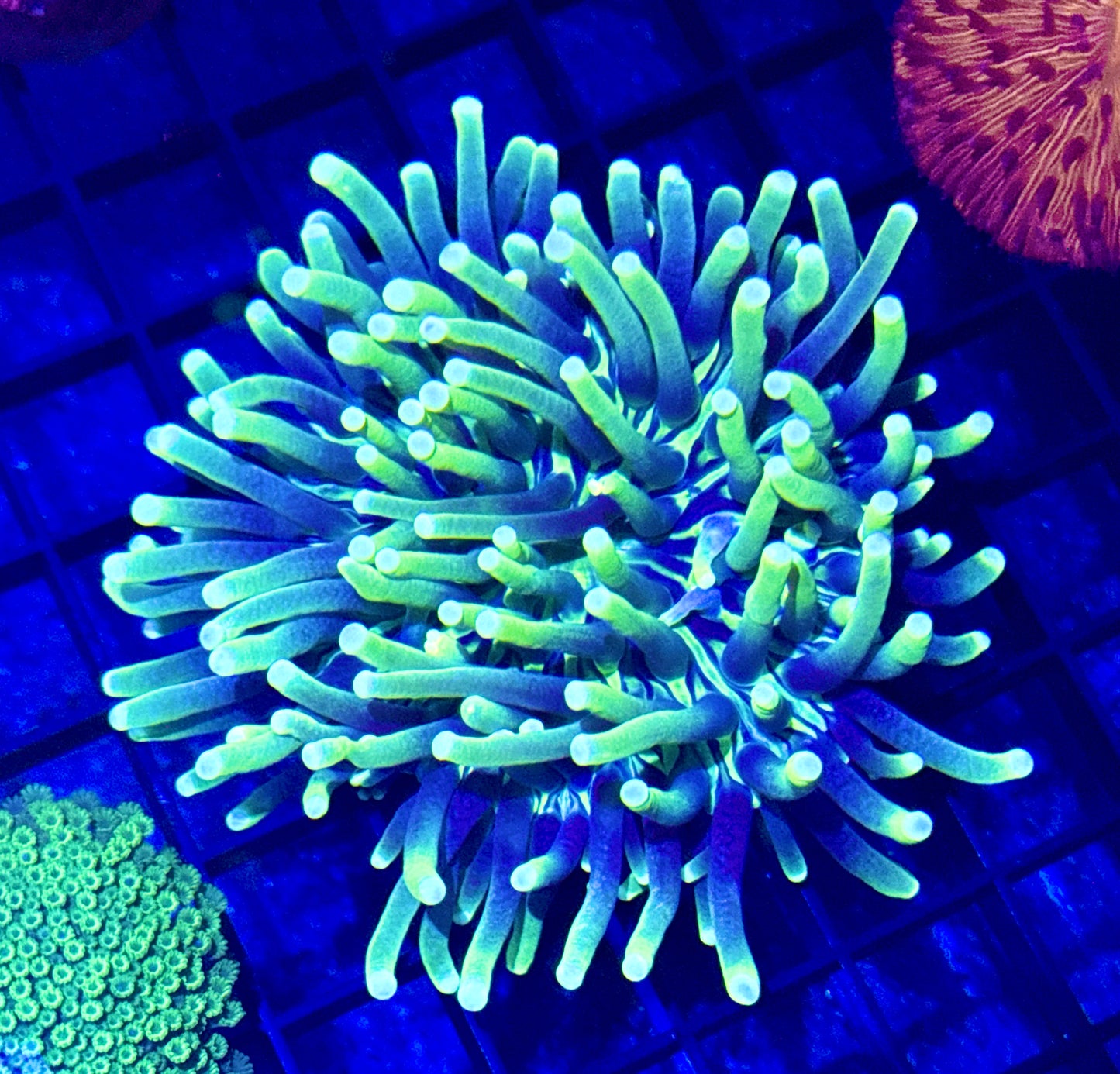 Long Tentacle Plate