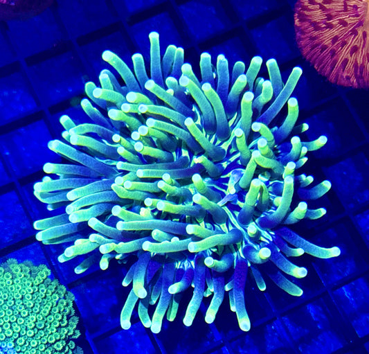 Long Tentacle Plate