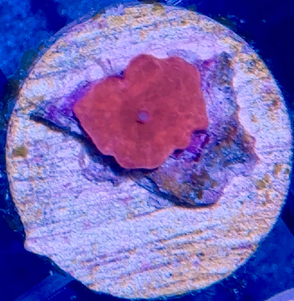 Super Red Disco Mushroom