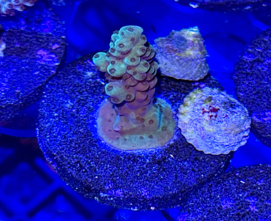 Acro Frag