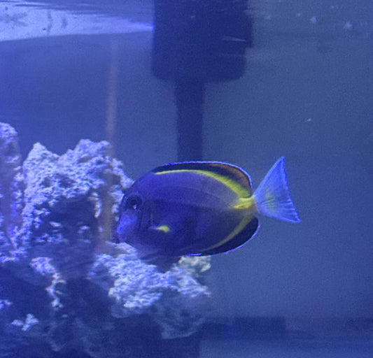 Powder Brown Tang