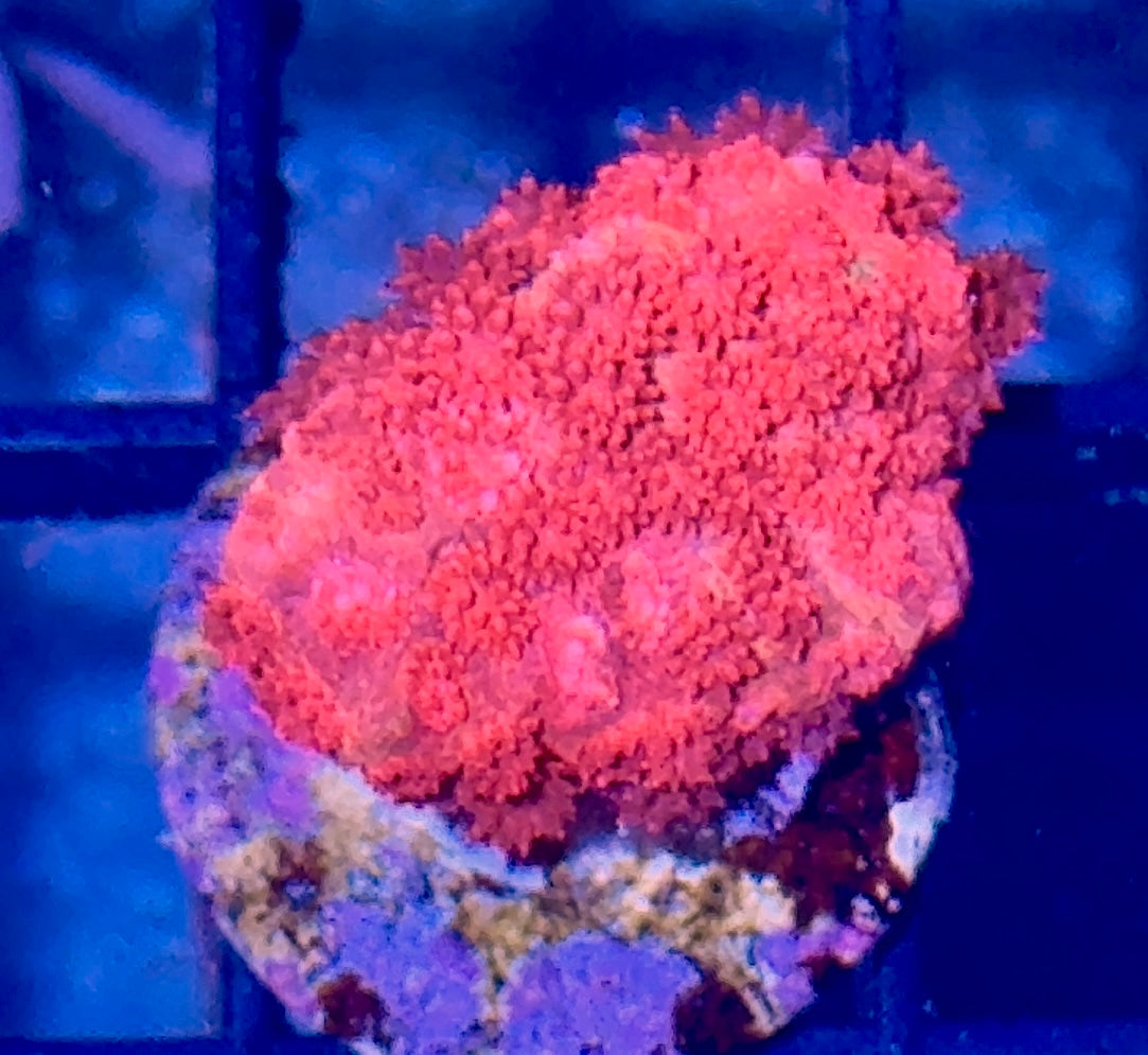 Red Micro Goni
