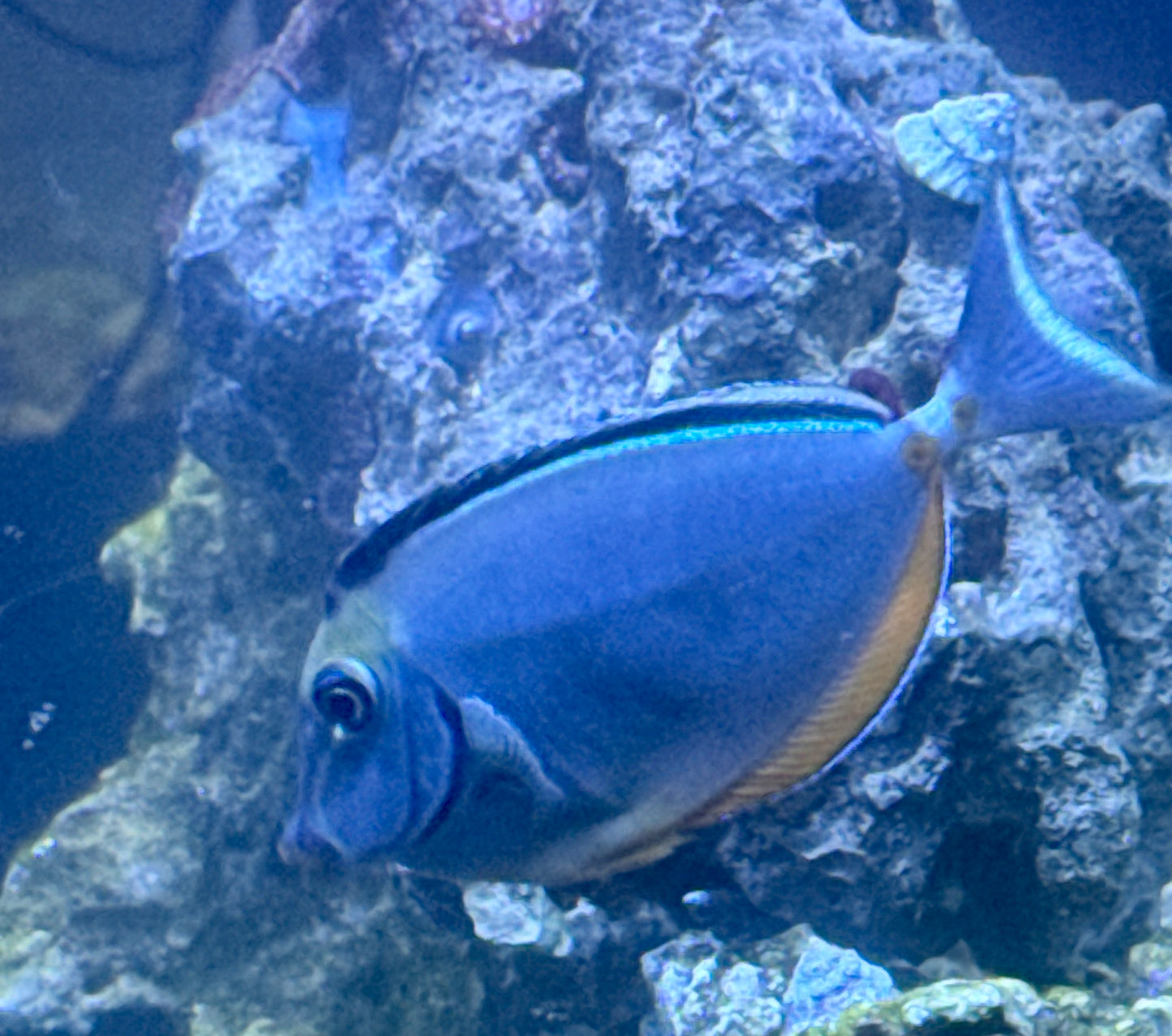 Naso Tang