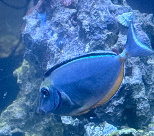 Naso Tang