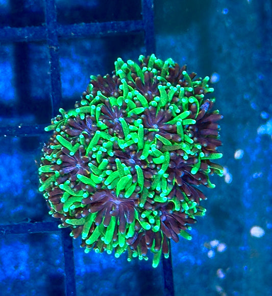 Galaxia Frag