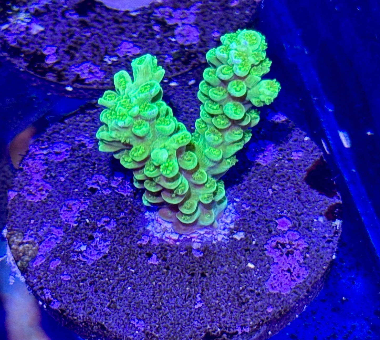 Acro Frag