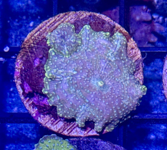 Disco Mushroom
