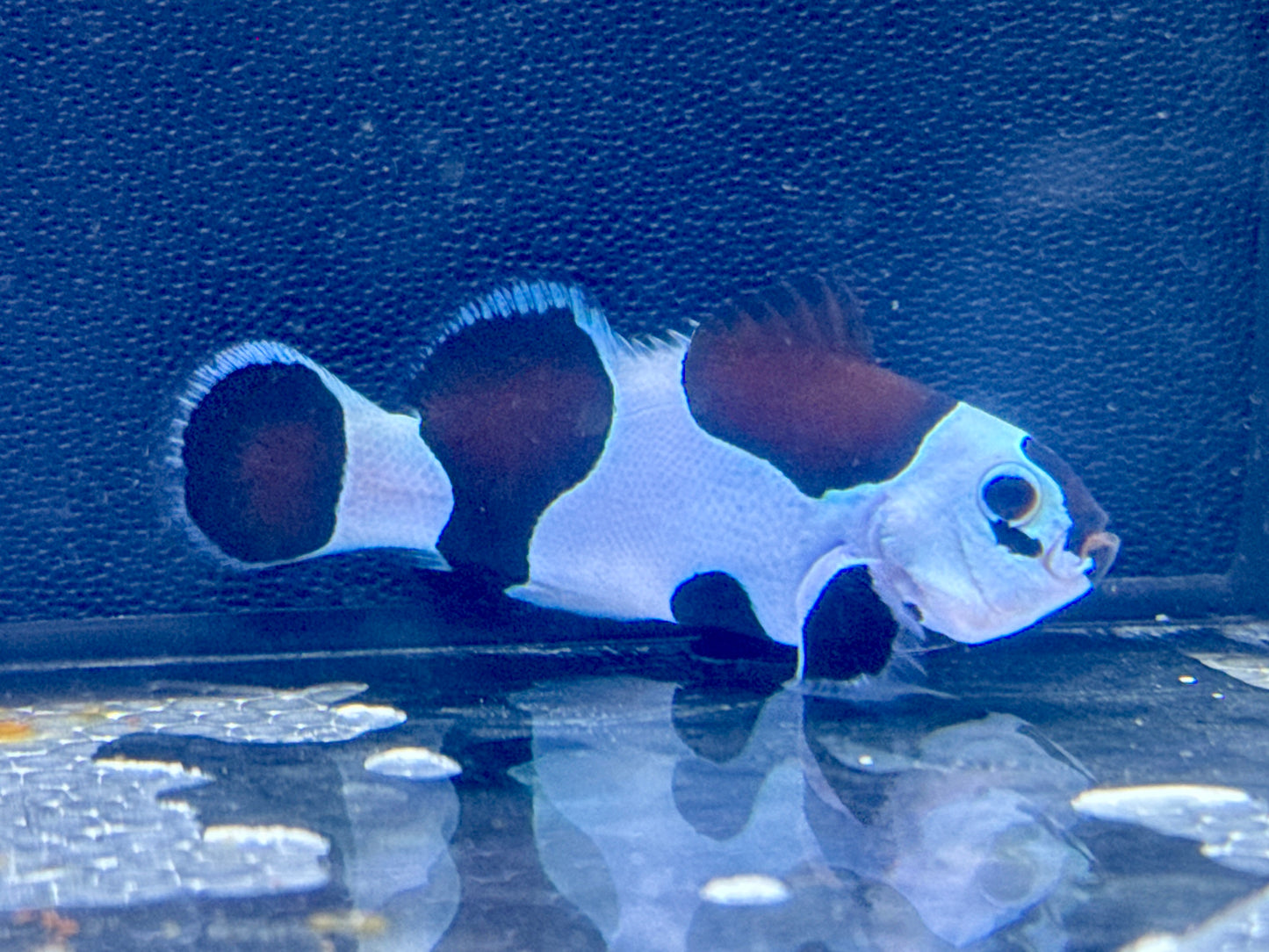 Storm Clown Rescue