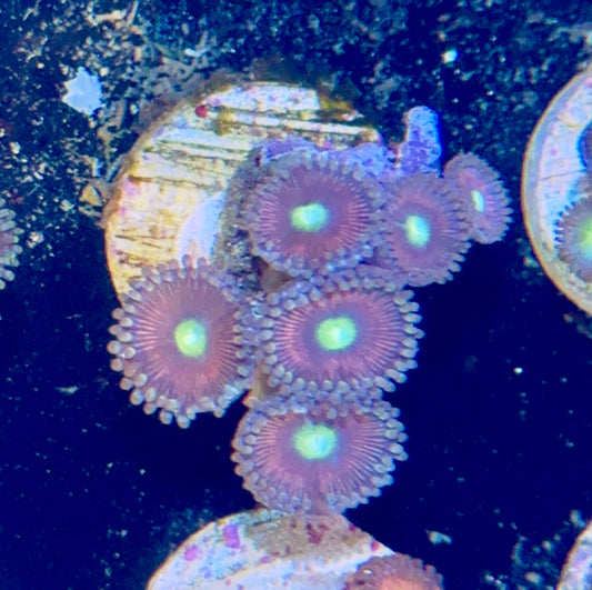 Zoa