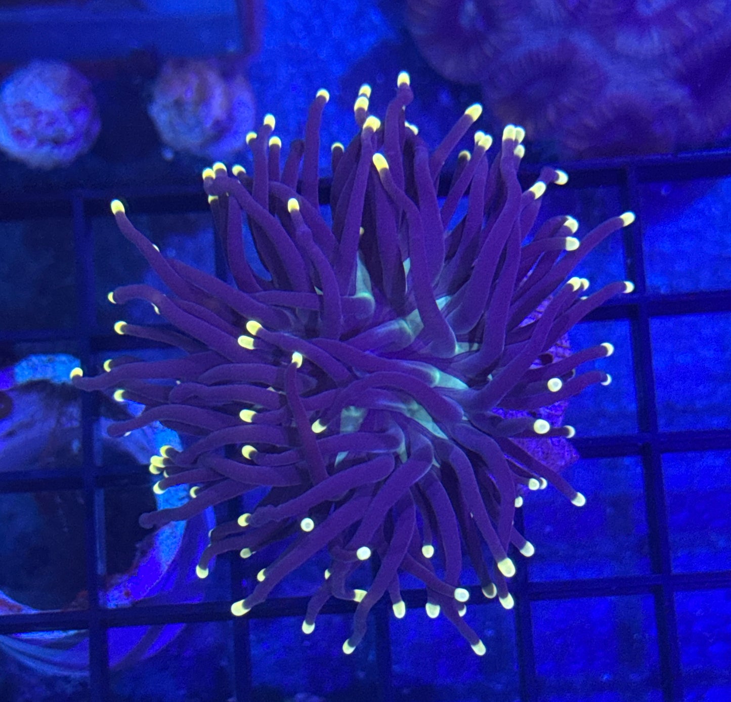 Indo Sun God Torch