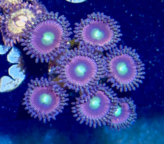 Zoa