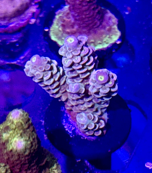Rainbow Tenuis