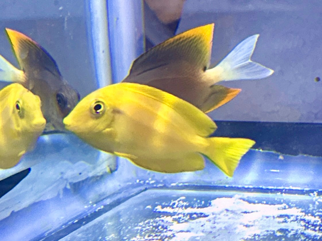 Orange Shoulder Tang Juvenile 2.5”