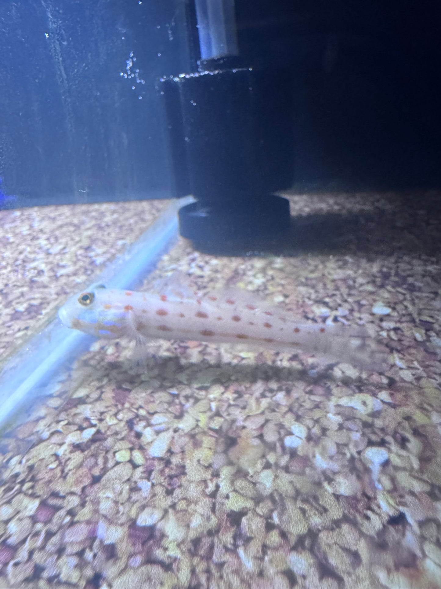 Diamond Watchman Goby