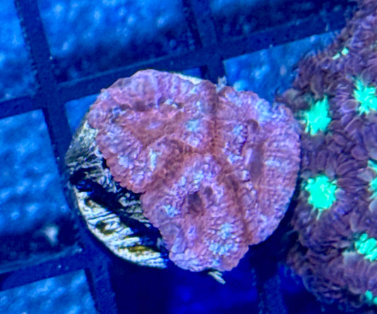 Acan Frag
