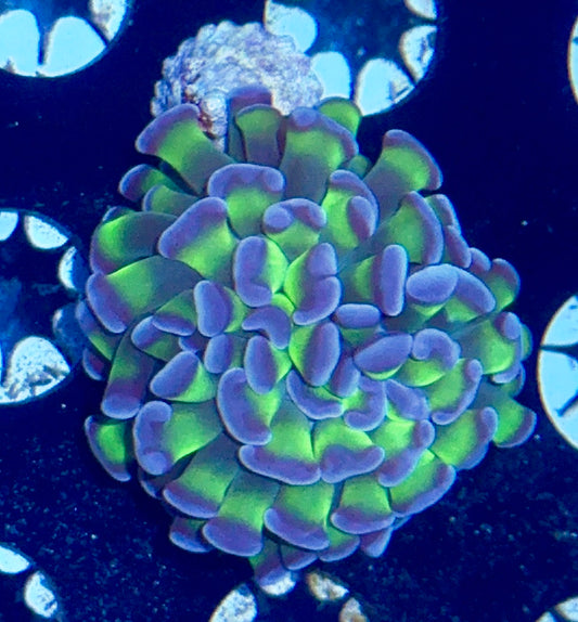 Branching Hammer Frag