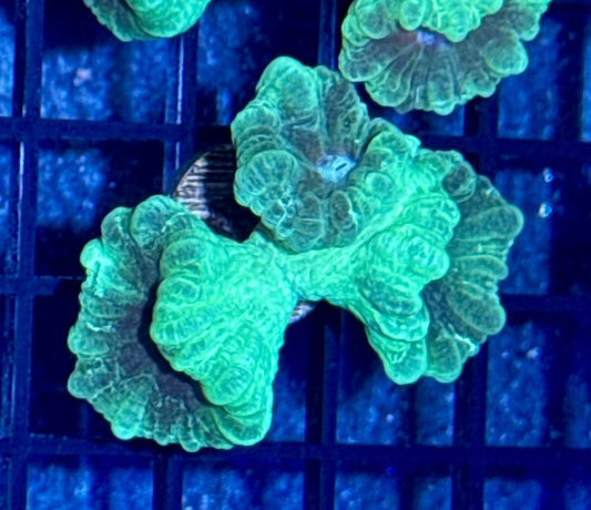 Candy Cane Frag