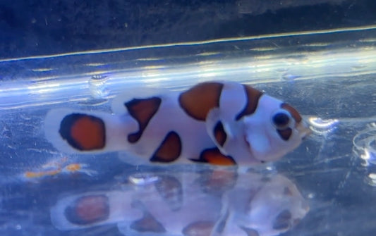 Storm Clown (Rescue)