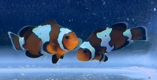 Blacker Ice Clown Pair