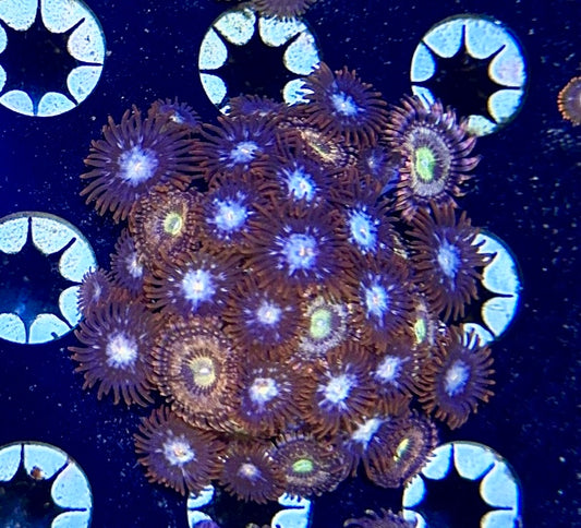 Zoa