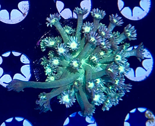 Goniopora Frag