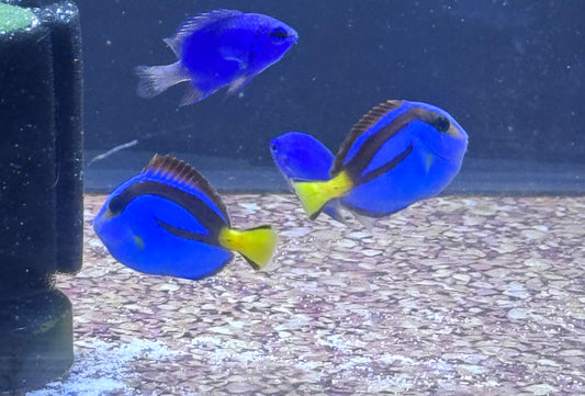 Blue Hippo Tang 1.5”