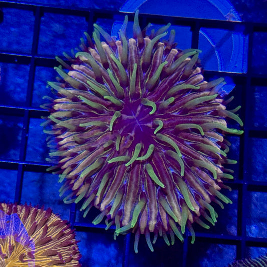 Long Tentacle Plate