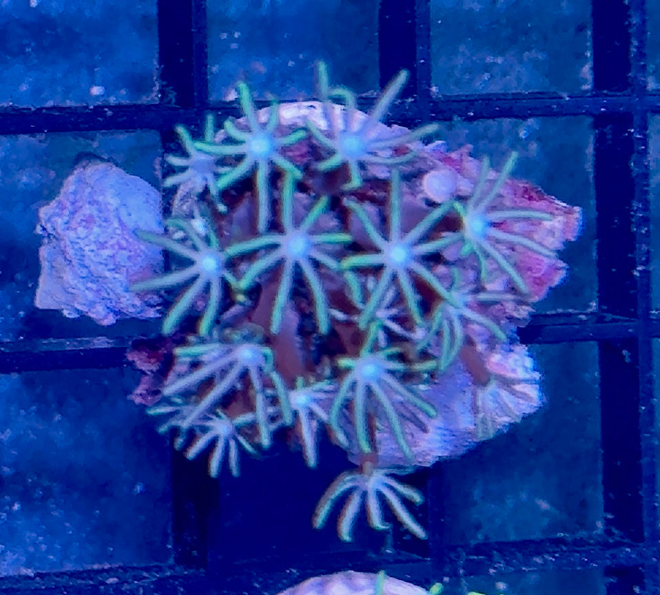 Pipe Organ Frag