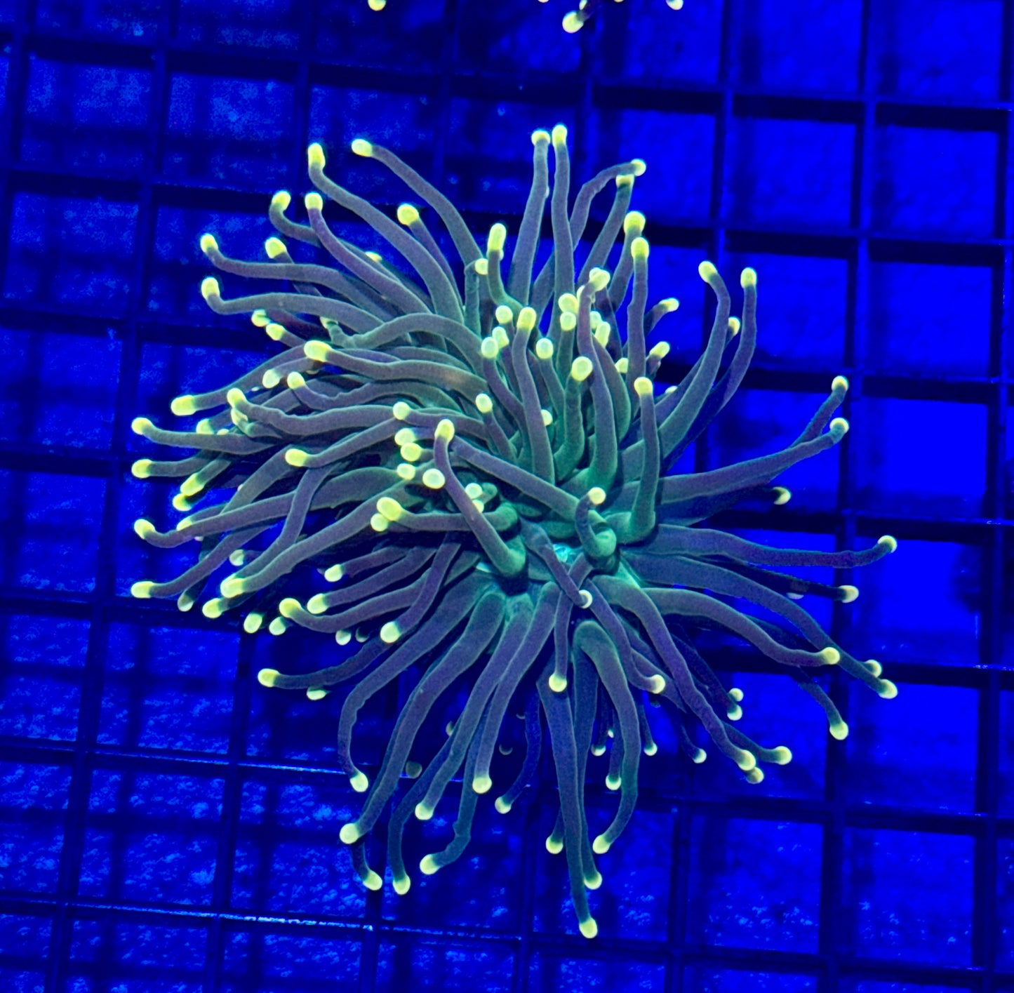 Lime Green Torch