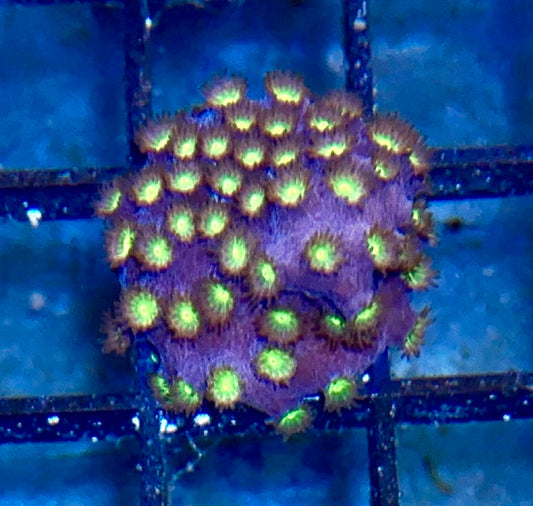 Cyphastrea Frag