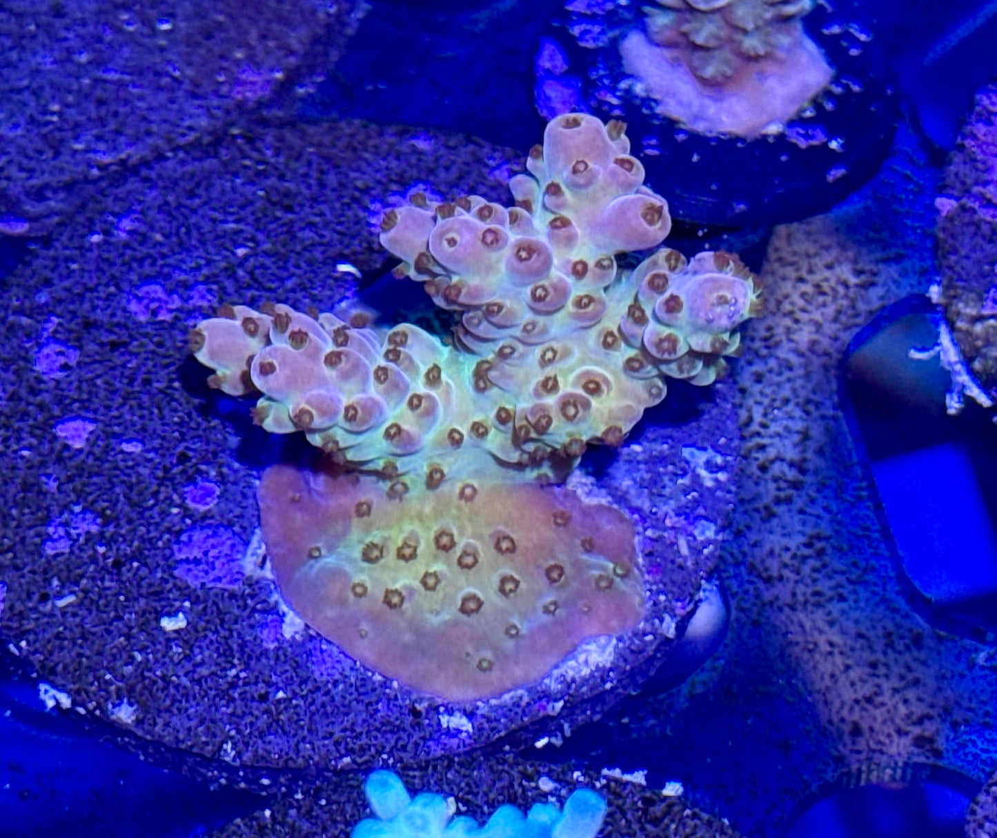 Acro Frag