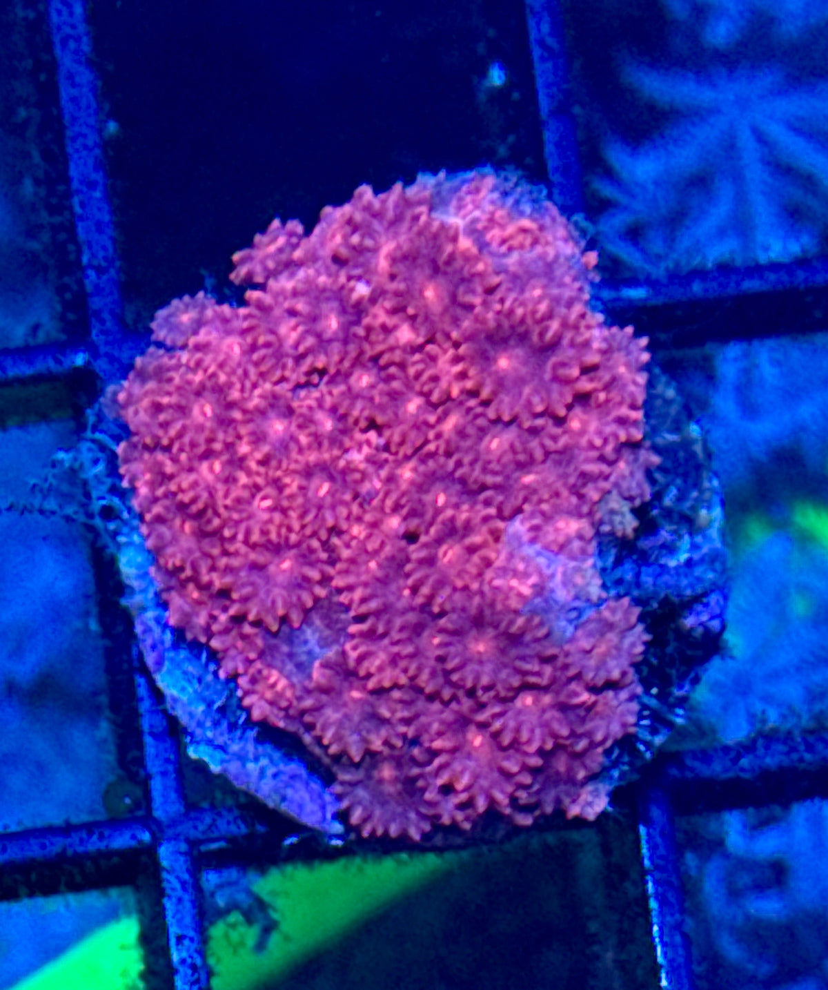 Short Polyp Red Goniopora