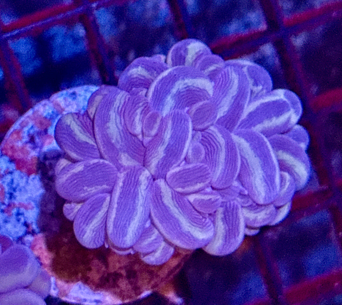 Bubble Coral
