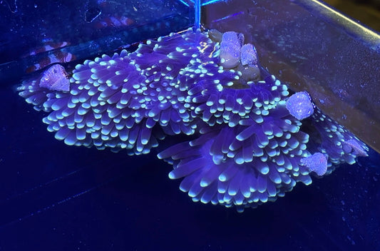 Ritteri Anemone