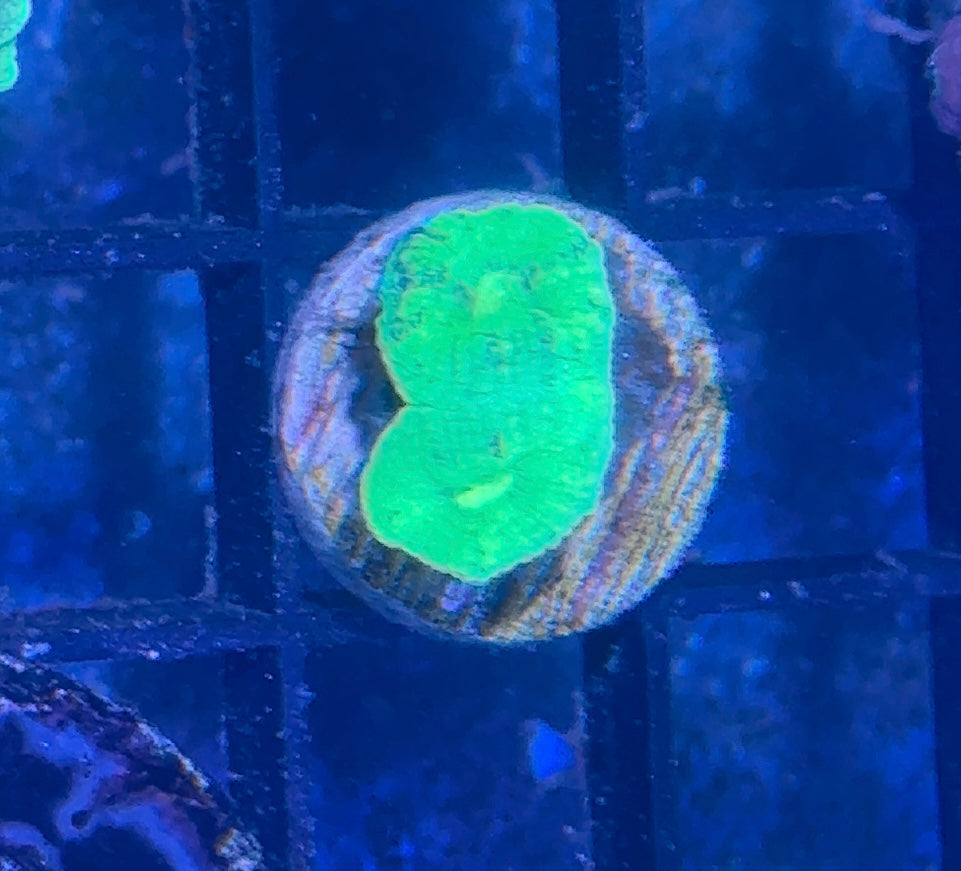 Candy Cane Frag