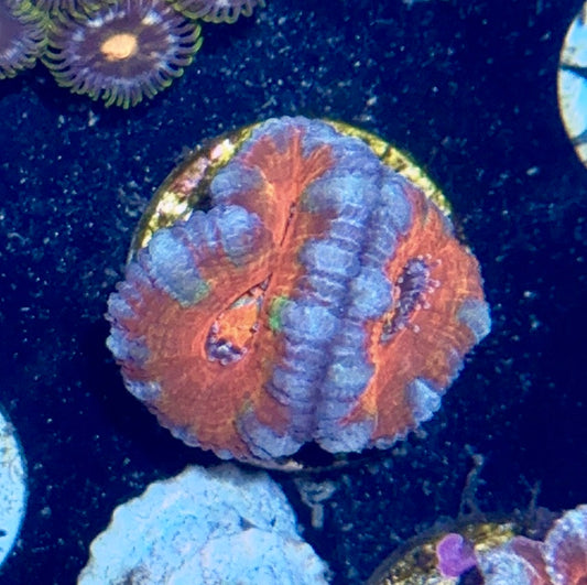 Acan Frag