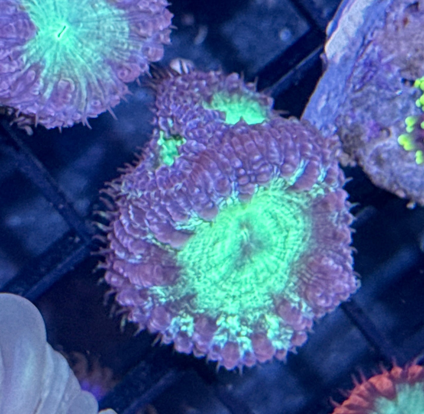 Blastomussa Welsi Mini Colony