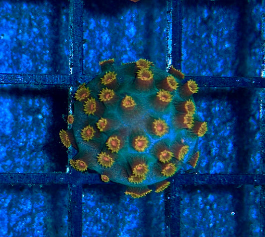 Cyphastrea Frag