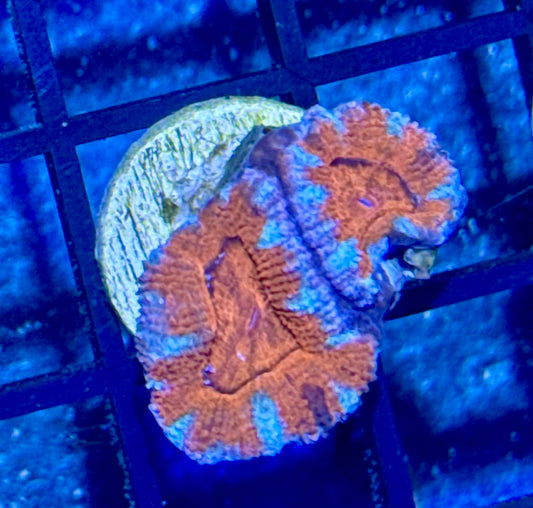 Acan Frag