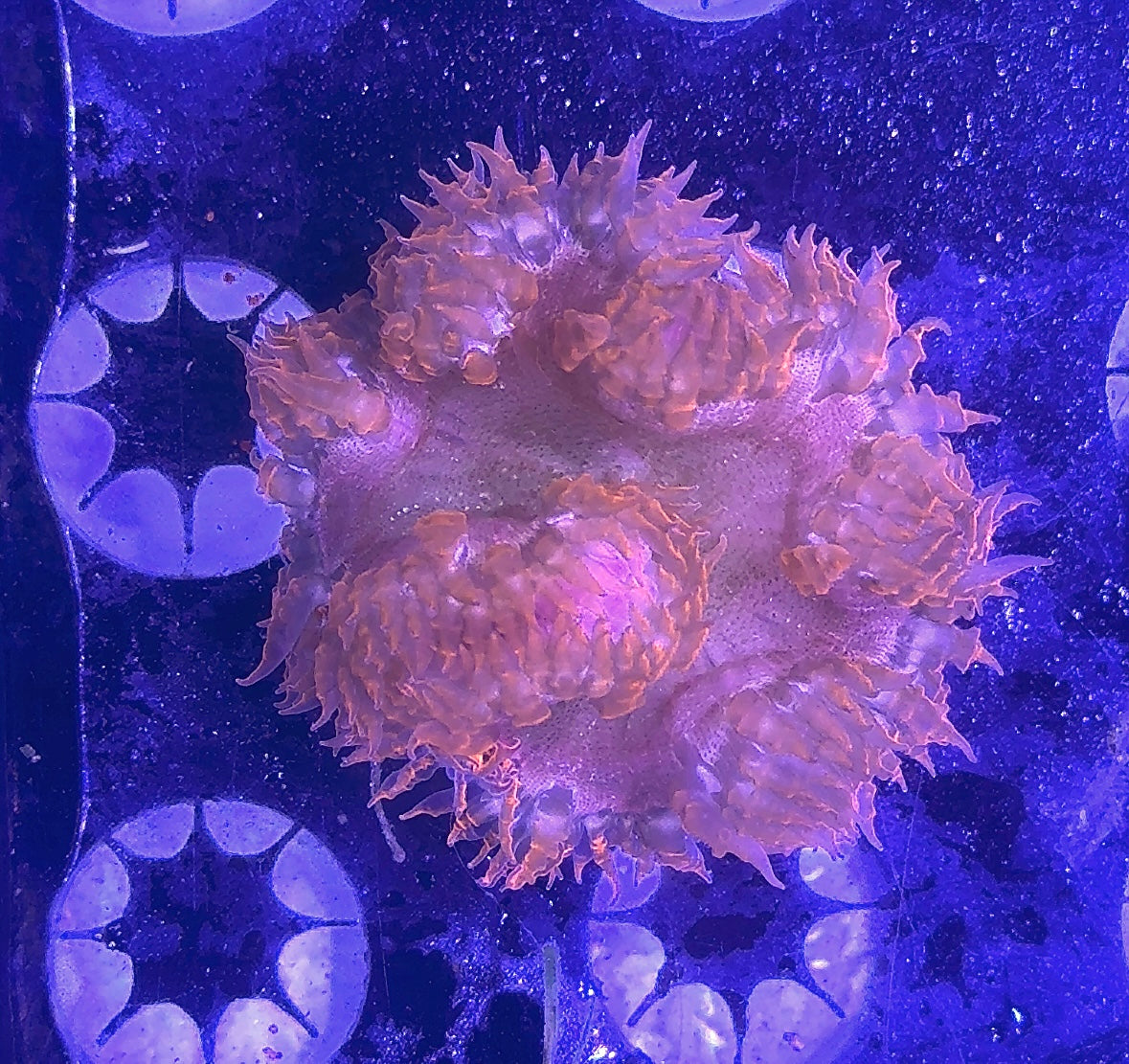 Rock Flower Anemone