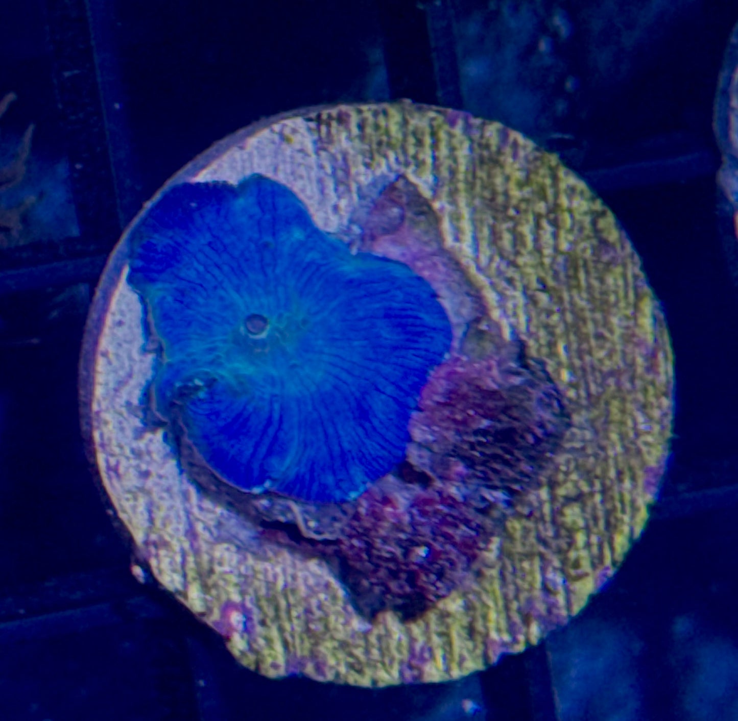 Blue Disco Mushroom