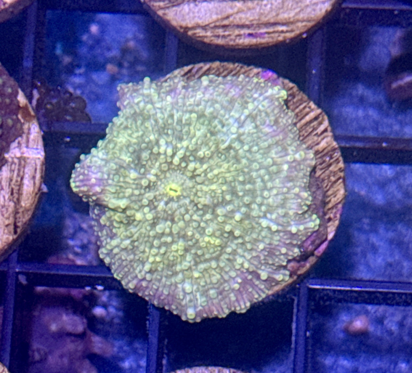 Starry Night Disco Mushroom