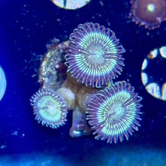 Zoa
