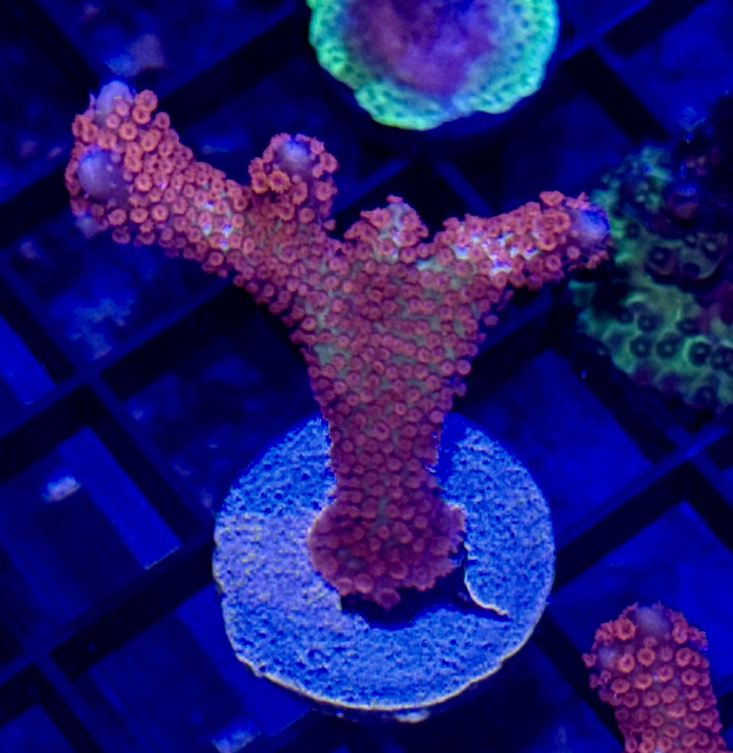 Forest Fire Digitata