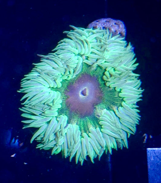 Rock Flower Anemone
