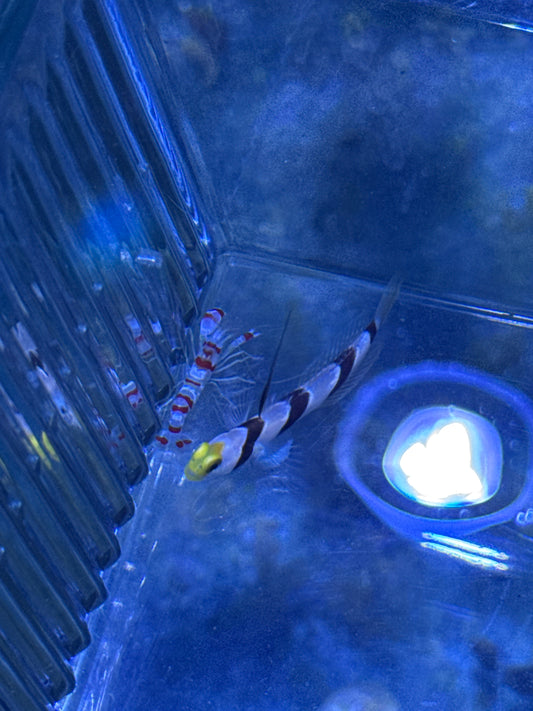 Yellow Rose Goby/ Candy Cane Pistol Shrimp Pair