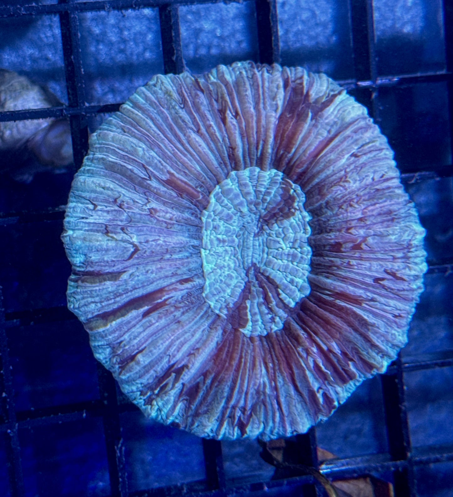 Mint Swirl Trachy
