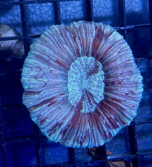 Mint Swirl Trachy