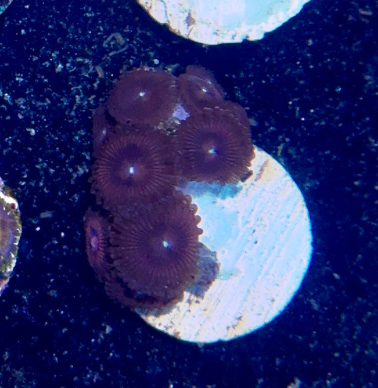 Zoa